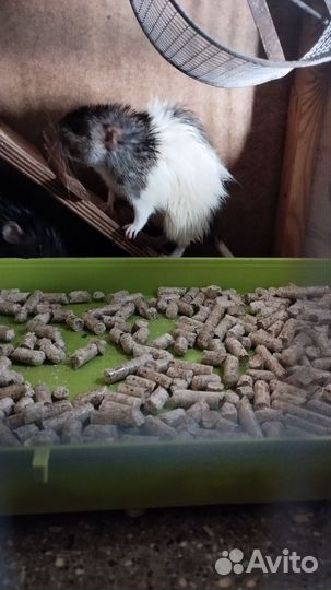 Породистые крысы дамбо