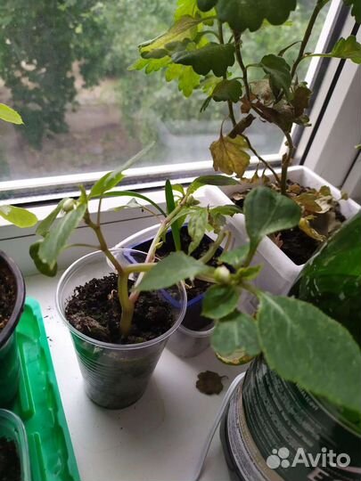 Продам цветы комнатные