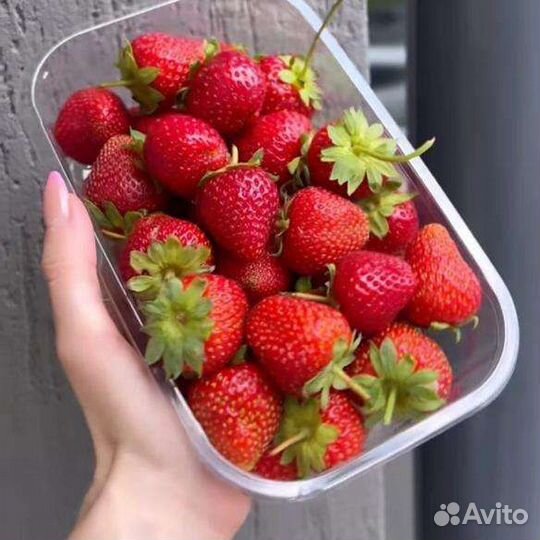 Клубника свежая, домашняя, фермерская, Уральская