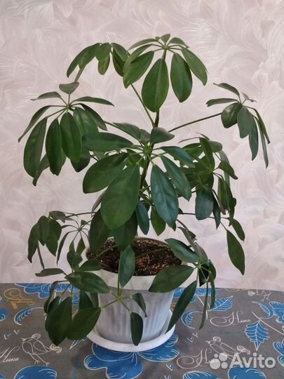 Шефлера