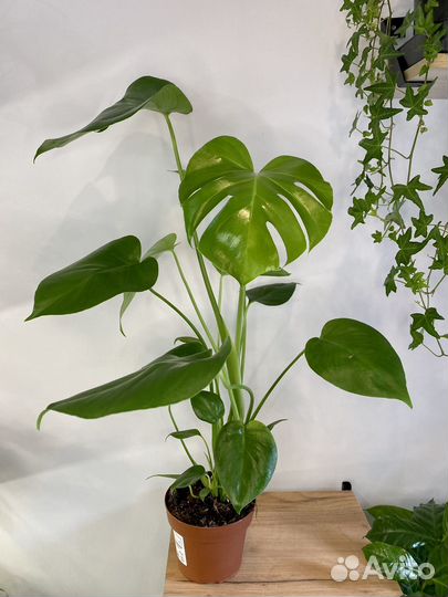 Монстера деликатесная