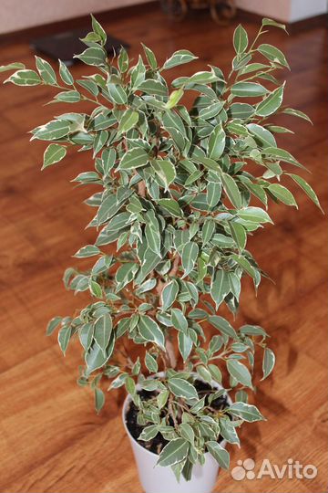 Фикус Бенджамина 