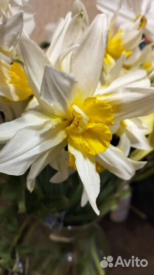 Луковицы нарциссов