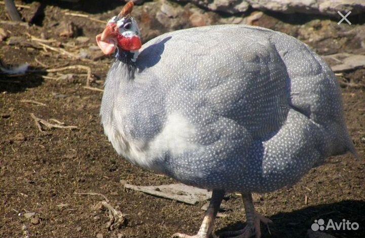 Инкубационное яйцо цесарки