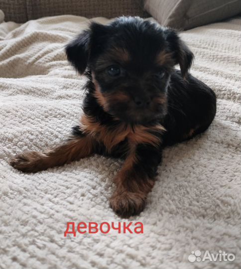 Йоркширский терьер щенки