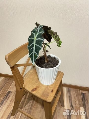 Алоказия полли