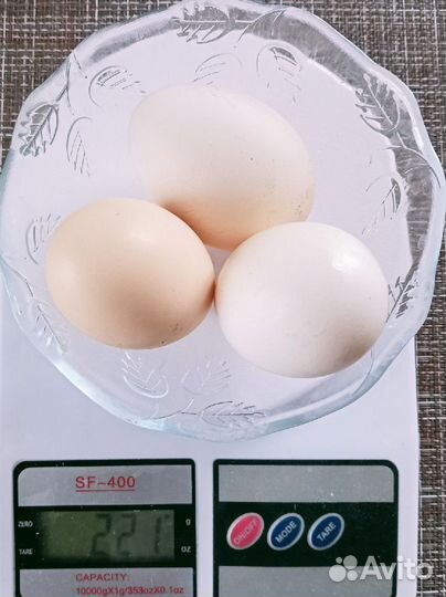 Инкубационное яйцо Пушкинских кур