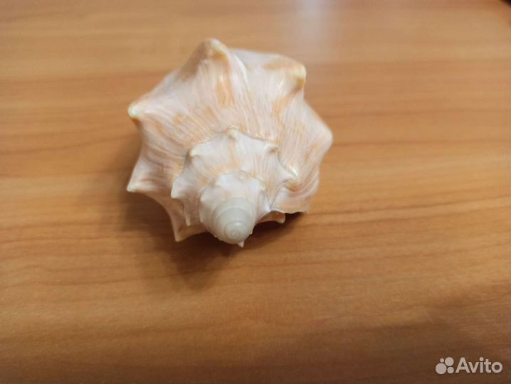 Морская раковина