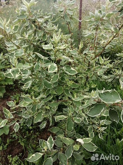 Цветы разные