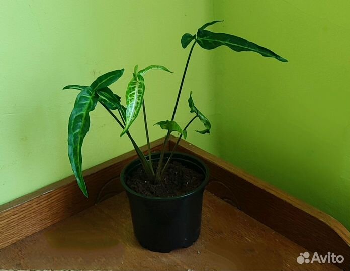 Сингониум ушковатый