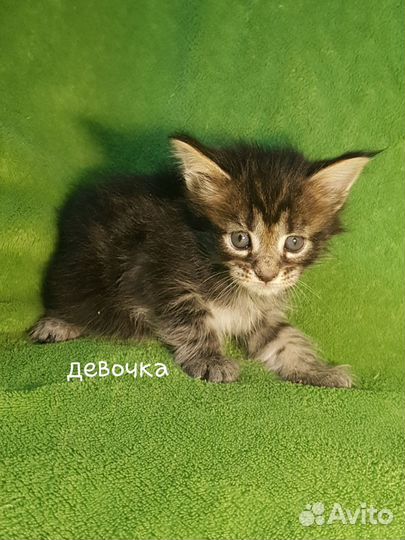 Котята мейн-кун