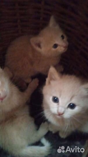 Кошка в дар