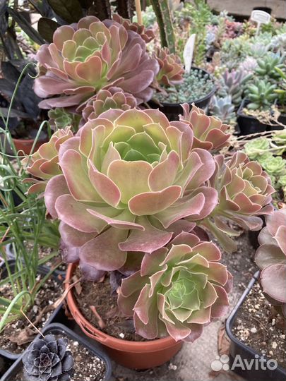 Суккуленты, Эониумы из питомника