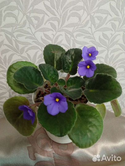 Фиалки зацветающие и цветущие