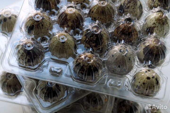 Перепелинные яйца