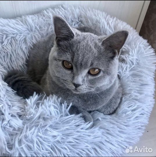 Лежанка для кошек