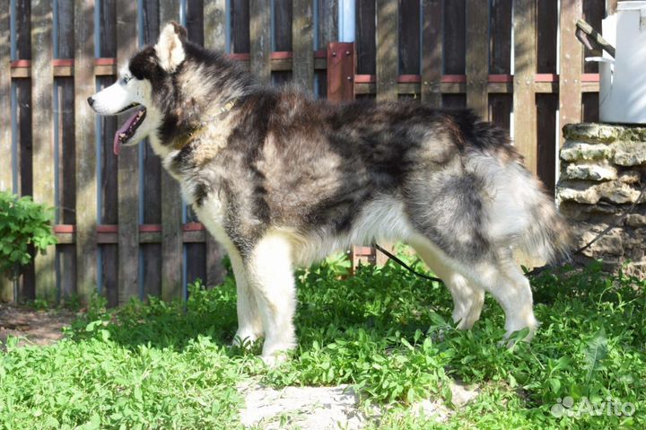 Собака (хаски)