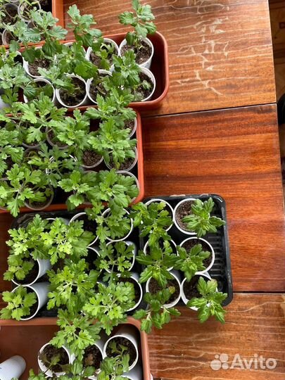 Хризантемы мультифлора