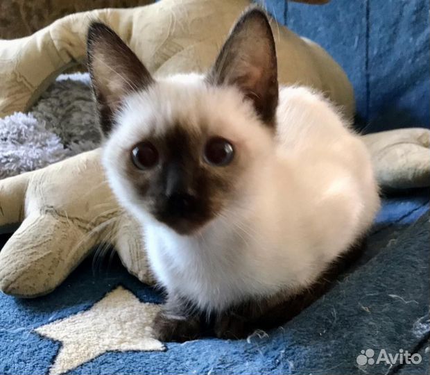Тайские котята