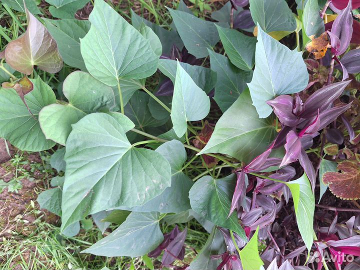 Ипомея батат 5сортов