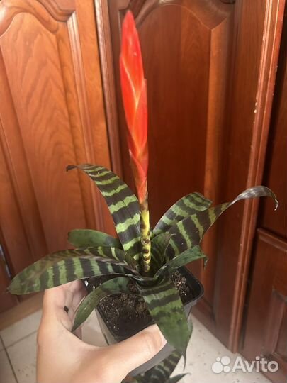 Вриезия Стрела любви