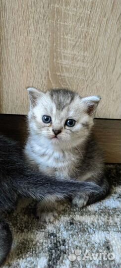 Шотландские котята