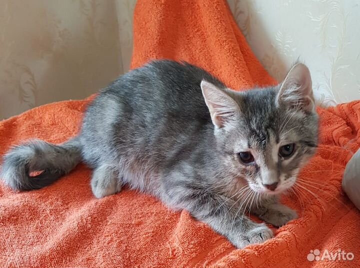 Многострадальным малышам очень нужна передержка