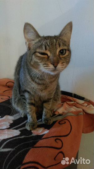 Кошечка Сара