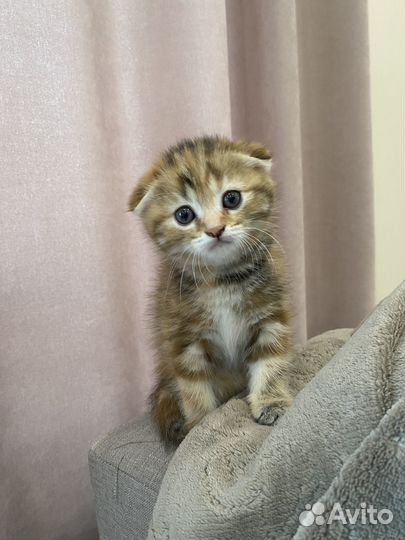 Шотландские котята