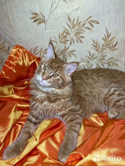 Мейн-кун котик