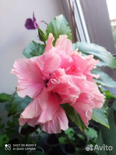 Гибискус (китайская роза)