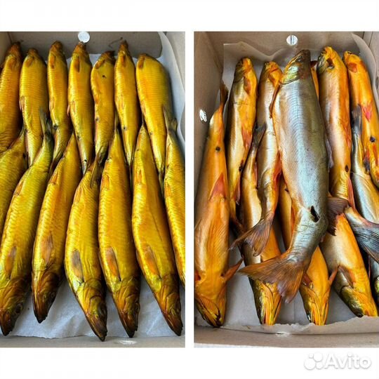 Рыба холодного копчения и провесная