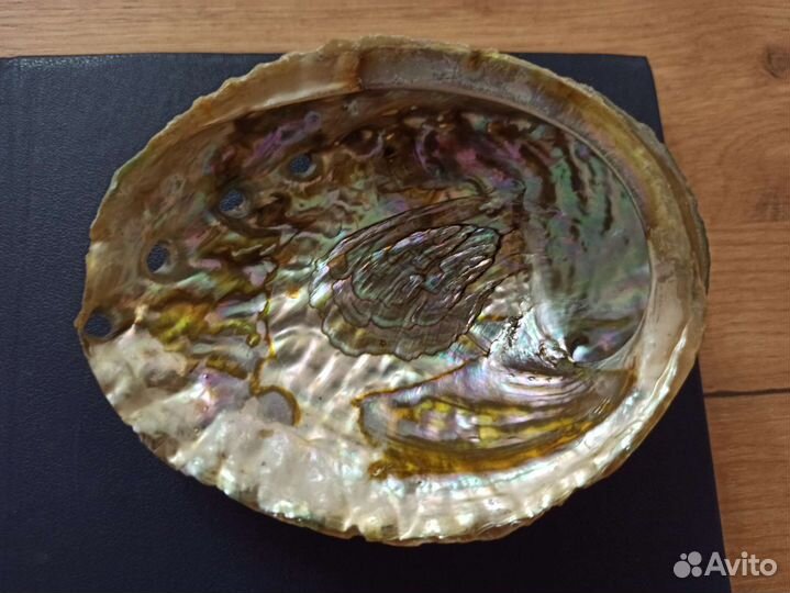 Морская раковина