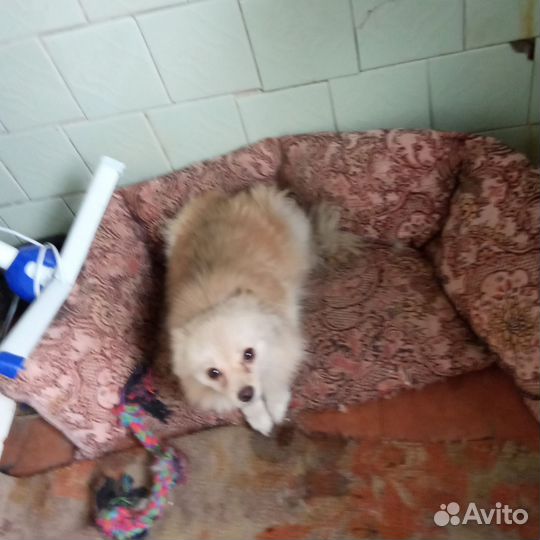 Немецкий шпиц девочка