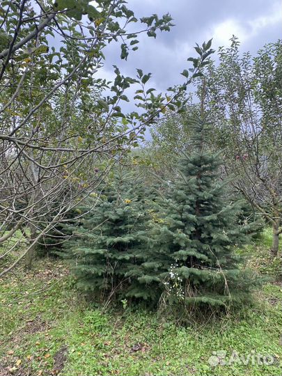 Ель голубая