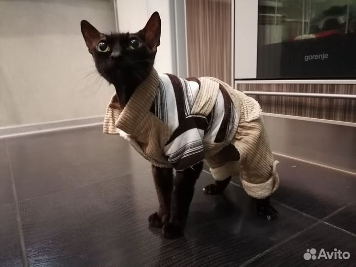 Костюм для собаки