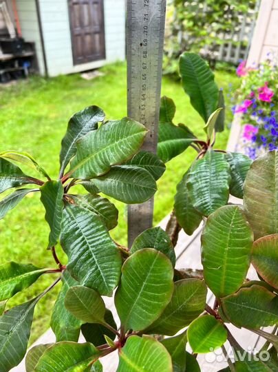 Молочай беложилковый