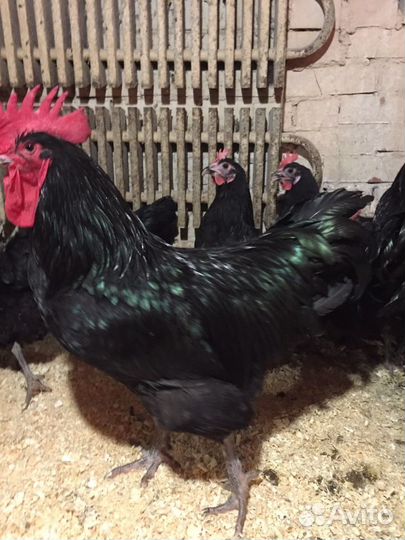 Джерсийский гигант куры цыплята яйцо доставка