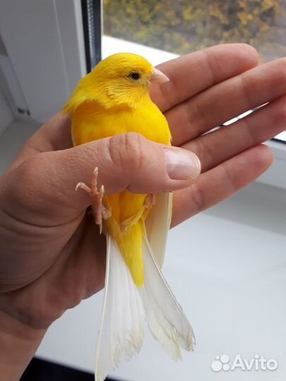 Канарейки лимонные и красные