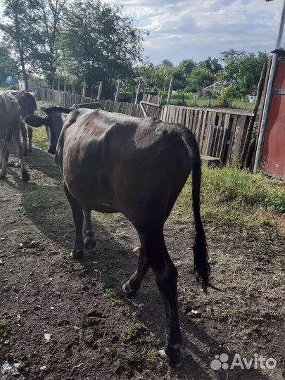 Телки стельные