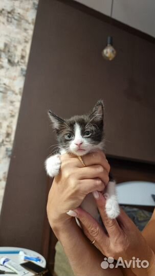 Котенок в добрые руки