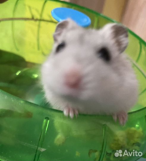 Джунгарский хомяк