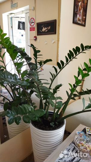 Замиокулькас саженцы