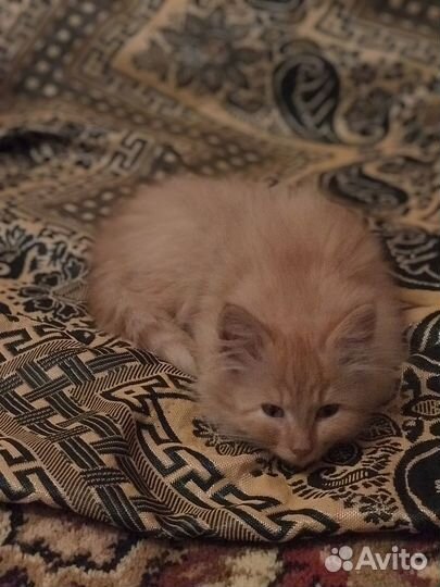 Пушистый рыжий котенок девочка