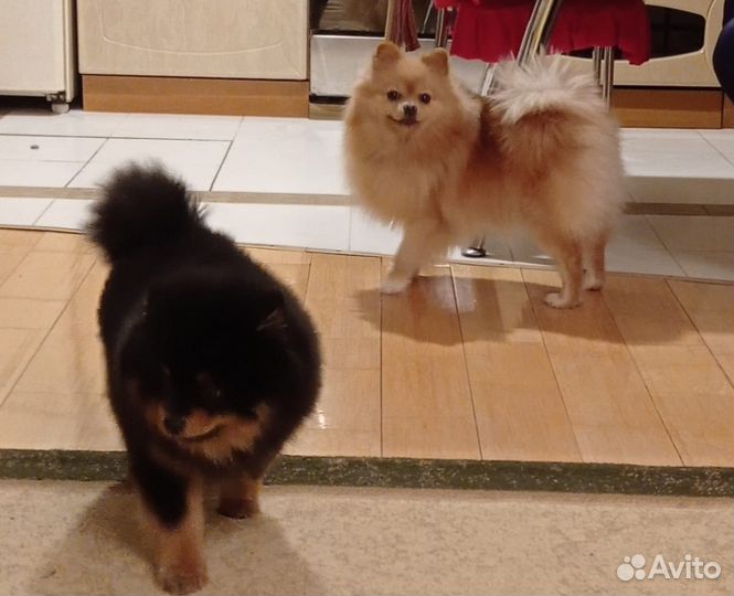 Щенки малый немецкий шпиц