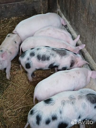 Поросята ландрас дюрок