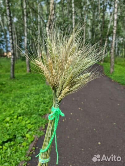 Сухоцветы букет