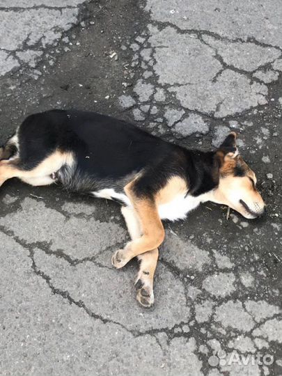 Щенок в добрые руки