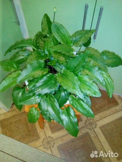 Дримиоптис