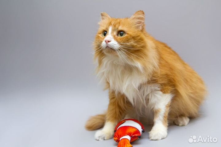 Немолодой котик Варфоломей